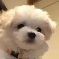 こむぎ🐶( '-' 🐶 )ﾜﾝﾁさんのアイコン画像