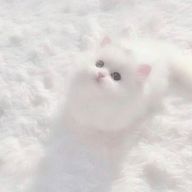 ぴょろさんのアイコン画像