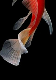 紅のストッパー