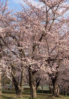 私は貴方のことが大好きでした