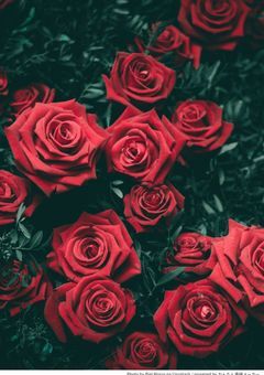 様子のおかしい腐男子ぐるら 。 【　irxs　】