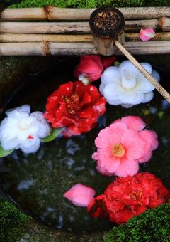 女城主、椿に咲く。