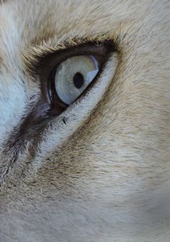 眠れる獅子は目を醒ます