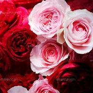 つきしろさんのアイコン画像