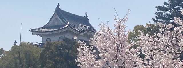 白狐さんの壁紙画像