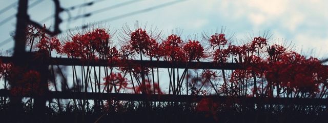 東江さんの壁紙画像