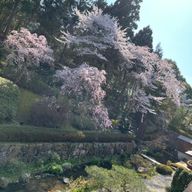 Saikaさんのアイコン画像