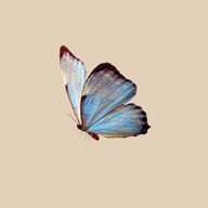 Susan🦋さんのアイコン画像