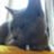 sainekoさんのアイコン画像