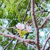 ネロリさんのアイコン画像