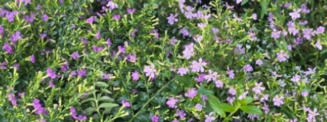 スリープさんの壁紙画像