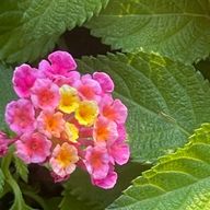 スリープさんのアイコン画像