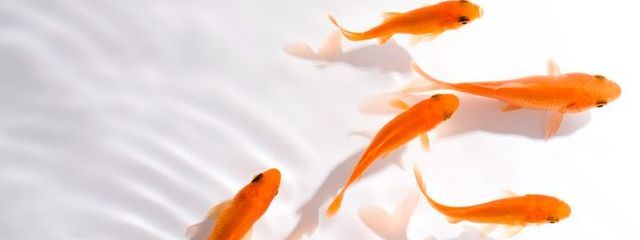金魚さんの壁紙画像