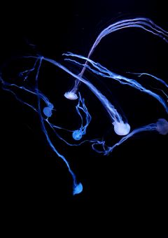 jellyfishの作品告知👾