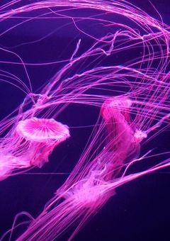 Jellyfish 🪼해파리 に書いてみて欲しいもの 