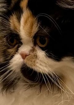 ィ ラ ｽ I丶 音β 屋