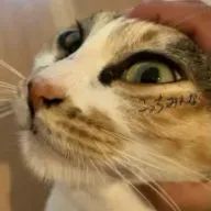 ꒰ঌ R i c c a໒꒱ᵕ̈さんのアイコン画像
