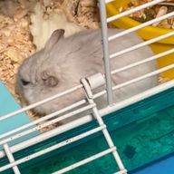 ここあ🩵🪽🫧さんのアイコン画像