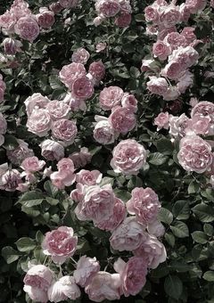 33本の薔薇の花束を。
