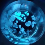 宇宙　硝琉さんのアイコン画像