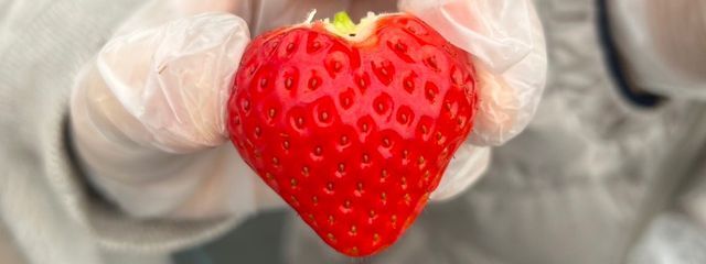 百瀬 無貴さんの壁紙画像
