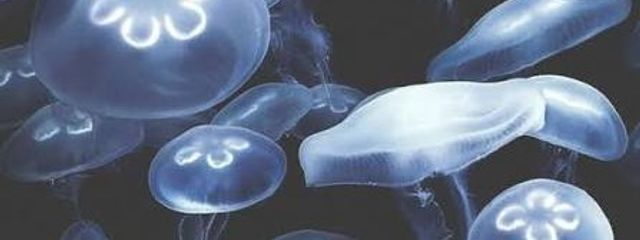 蔭さんの壁紙画像