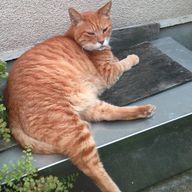 こっぴ〜さんのアイコン画像