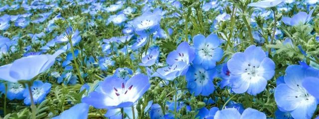 Anemoneさんの壁紙画像