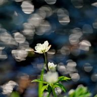 Anemoneさんのアイコン画像
