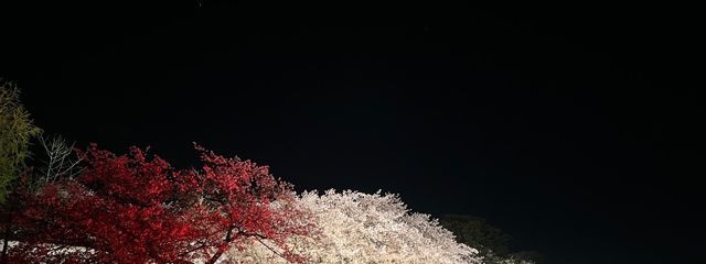 ずっきーにさんの壁紙画像