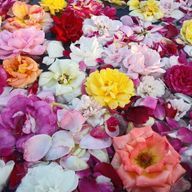 ずっきーにさんのアイコン画像