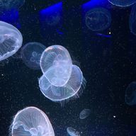 あ やさんのアイコン画像