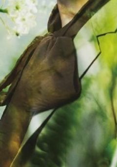 フロリジナルとsoFt-dRink