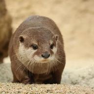 七瀬さんのアイコン画像