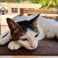 ヲりさんのアイコン画像