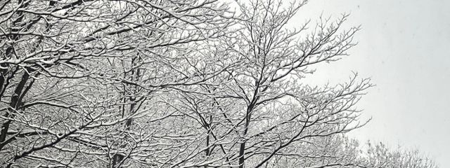 梨兎猫_φ(・_・さんの壁紙画像