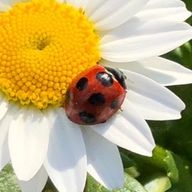 ちょき 現在、諸事情により投稿を控えさせて頂いております。さんのアイコン画像