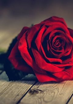 「参加型」紅薔薇