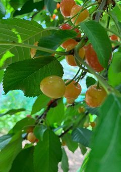 病名がわかるまで＿。