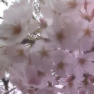 瑞稀さんのアイコン画像