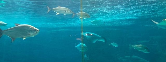 若月雪乃2さんの壁紙画像