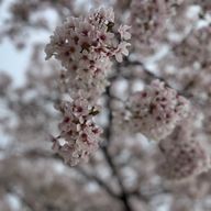 いちりんの花さんのアイコン画像