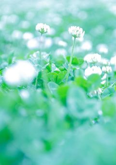 華は枯れるが為に在る