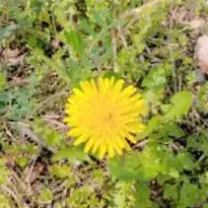 たんぽぽで～す！さんのアイコン画像