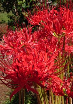 そんな私は暗殺者season1