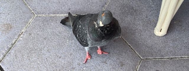 氷👑@フォロバ@活動休止さんの壁紙画像