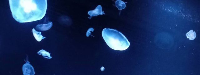 るいな@師匠とペア画中さんの壁紙画像