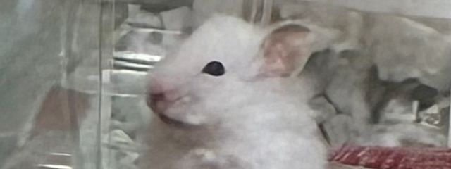 むぎさんの壁紙画像
