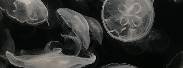   nana . さんの壁紙画像