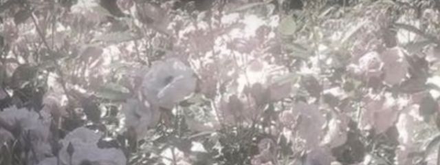 ㅤ⠀さんの壁紙画像